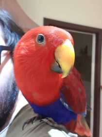 Lost Eclectus