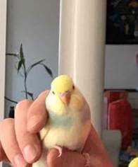 Lost Budgerigar