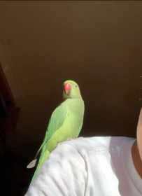 Lost Indian Ringneck Parakeet