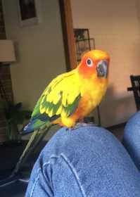 Lost Conure