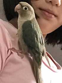 Lost Conure