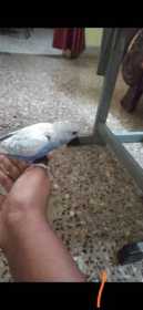 Lost Budgerigar