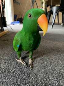 Lost Eclectus