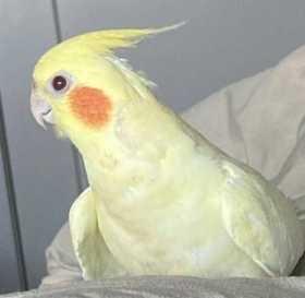 Lost Cockatiel