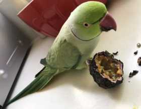 Lost Indian Ringneck Parakeet