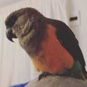 Lost Red Bellied