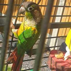 Lost Conure