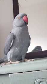 Lost Indian Ringneck Parakeet