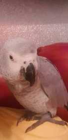 Lost African Grey