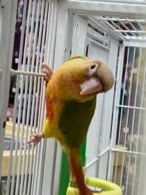 Lost Conure