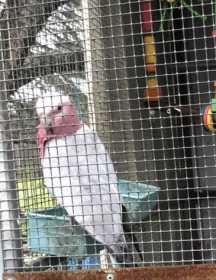 Lost Galah Cockatoo