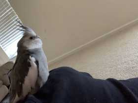 Lost Cockatiel