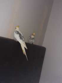 Lost Cockatiel