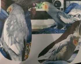 Lost Cockatiel