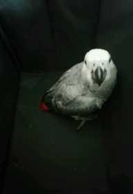 Lost African Grey
