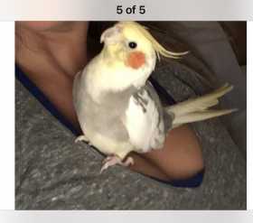 Lost Cockatiel