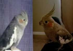 Lost Cockatiel