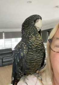 Lost Black Cockatoo