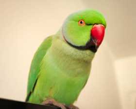 Lost Indian Ringneck Parakeet