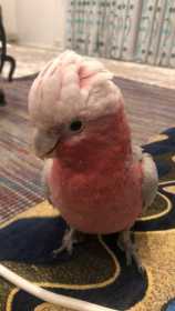 Lost Galah Cockatoo