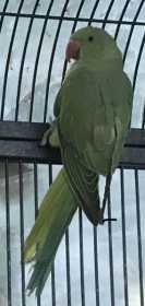 Lost Indian Ringneck Parakeet