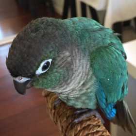 Lost Conure