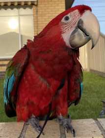 Lost Macaw