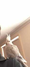 Lost Cockatiel