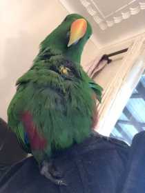 Lost Eclectus