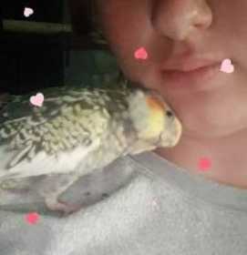 Lost Cockatiel