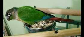 Lost Conure