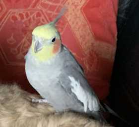 Lost Cockatiel