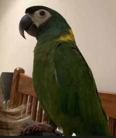 Lost Macaw