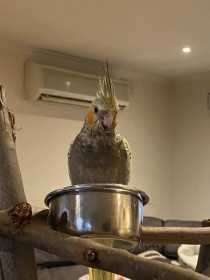 Lost Cockatiel