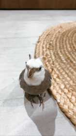 Lost Cockatiel