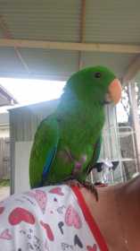 Lost Eclectus