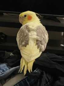 Lost Cockatiel