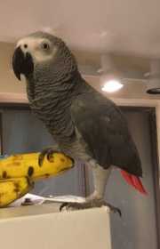 Lost African Grey