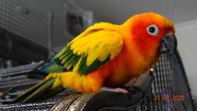 Lost Conure