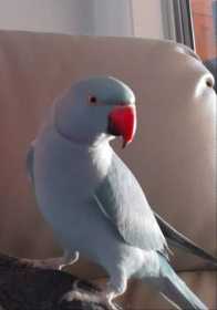 Lost African Ringneck Parakeet
