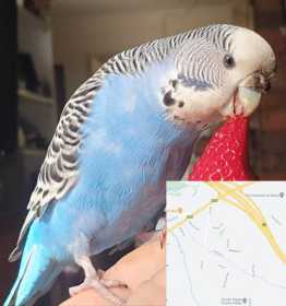 Lost Budgerigar
