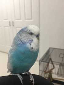 Lost Budgerigar