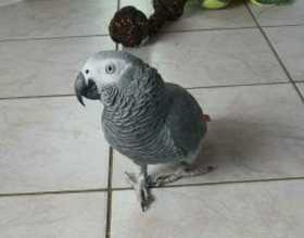 Lost African Grey