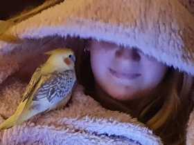 Lost Cockatiel