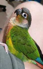 Lost Conure