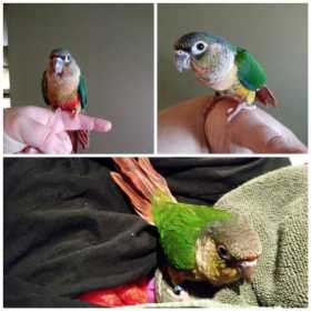 Lost Conure