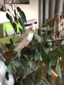 Lost Cockatiel