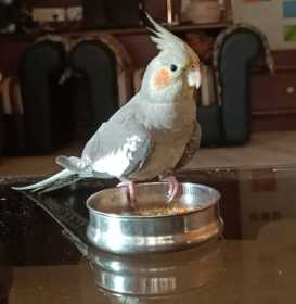 Lost Cockatiel