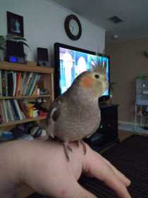 Lost Cockatiel