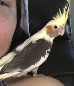 Lost Cockatiel